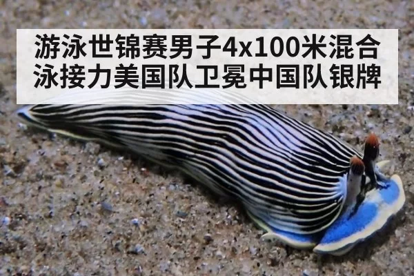 游泳世锦赛男子4x100米混合泳接力美国队卫冕中国队银牌